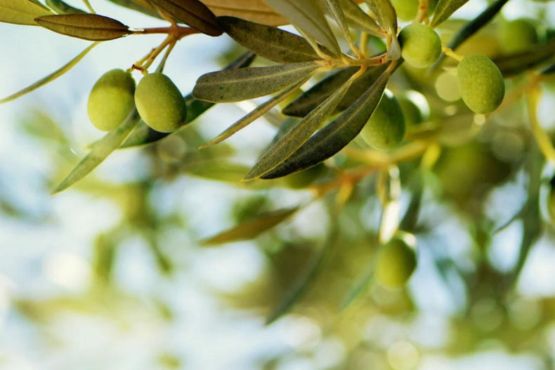 QUIZ: The Perfect Olive Oil